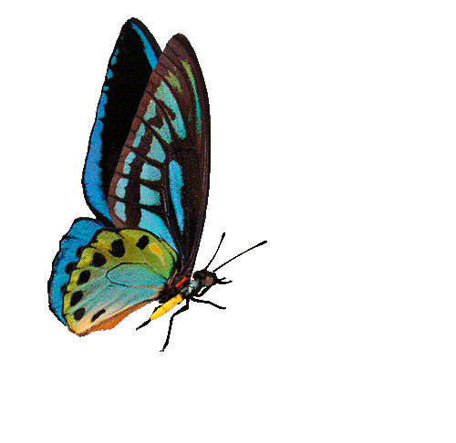 Overlay Image
